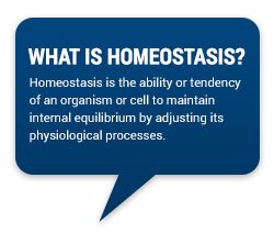 What is Homeostasis?